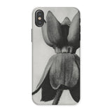 Asclepias Syriaca (common Milkweed) - Karl Blossfeldt Iphone Case, x / Matte, Phone Case Black White Photograph Tulip Flower