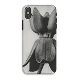 Asclepias Syriaca (common Milkweed) - Karl Blossfeldt Iphone Case, Xs / Matte, Phone Case Black White Photograph Tulip Flower