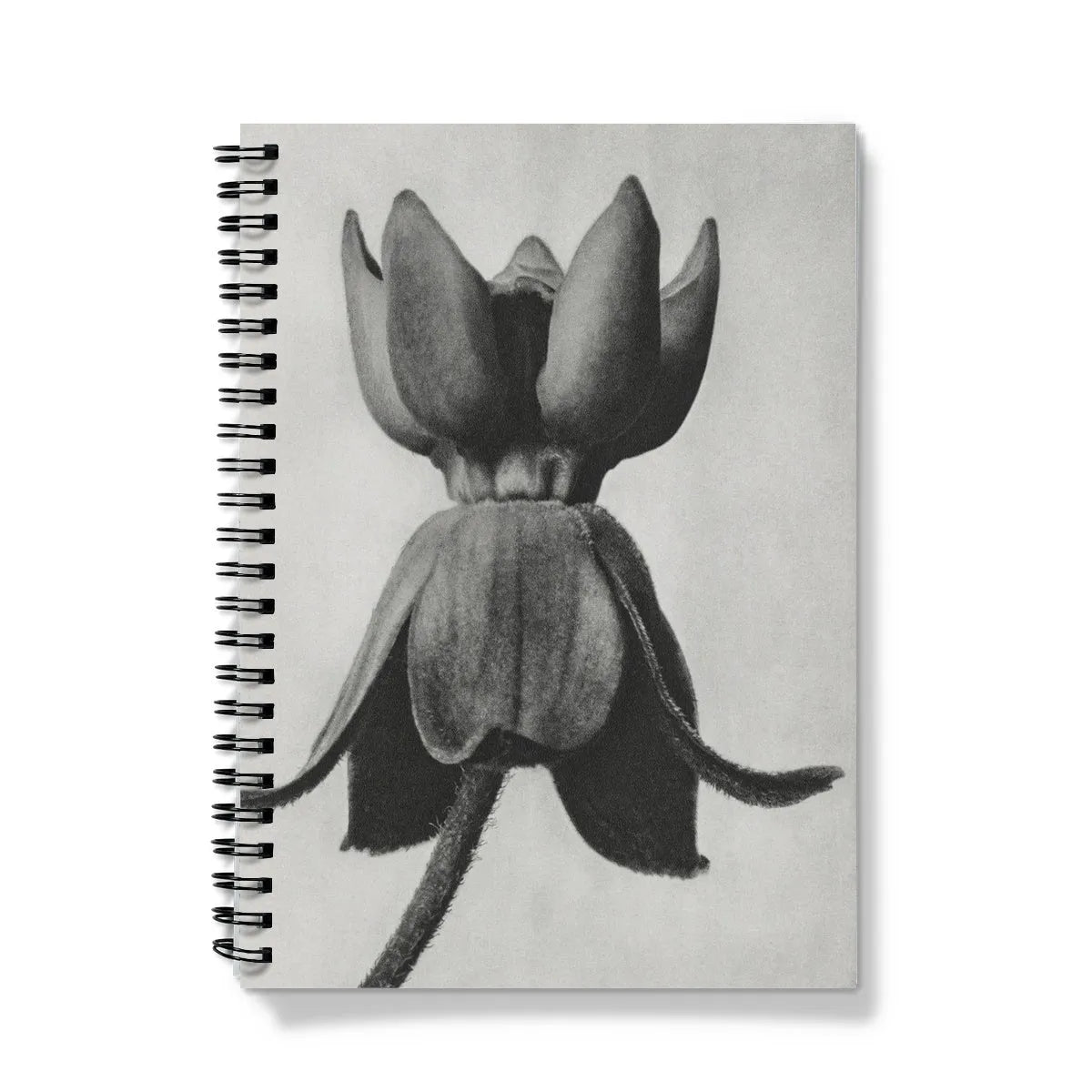 Asclepias Syriaca (common Milkweed) By Karl Blossfeldt Notebook - Notebooks & Notepads - Aesthetic Art