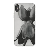 Asclepias Syriaca (common Milkweed) - Karl Blossfeldt Phone Case Iphone x / Matte Phone Case Black White Photograph Tulip Flower Karl