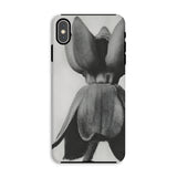 Asclepias Syriaca (common Milkweed) - Karl Blossfeldt Phone Case Iphone Xs Max / Matte Phone Case Black White Photograph Tulip Flower Karl