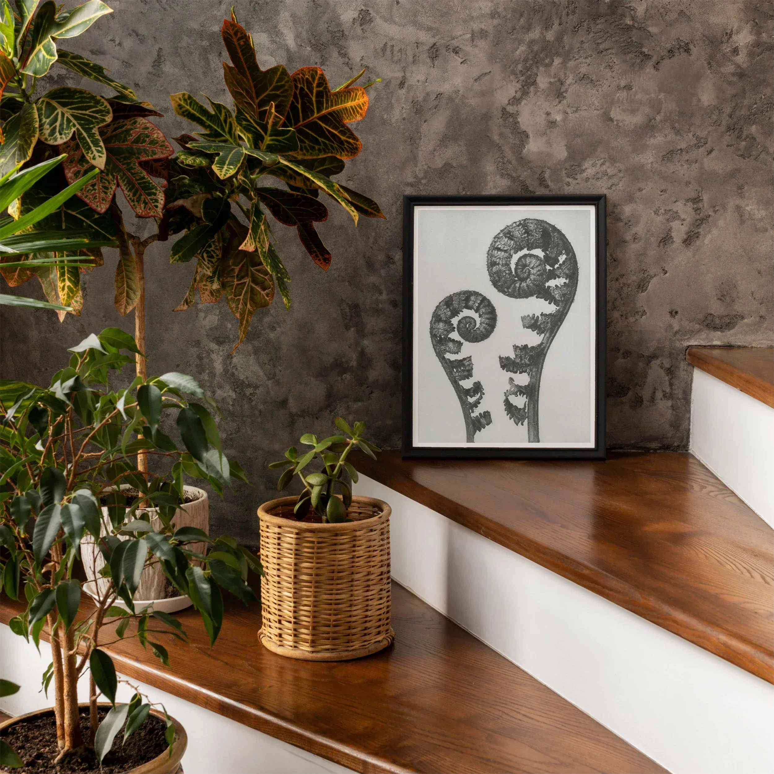 Aspidium Filix Mas (shield Fern Fronds) - Karl Blossfeldt Art Print, 12’’x16’’ / Unframed, Framed Black White Artwork Two Curled Fern Fronds