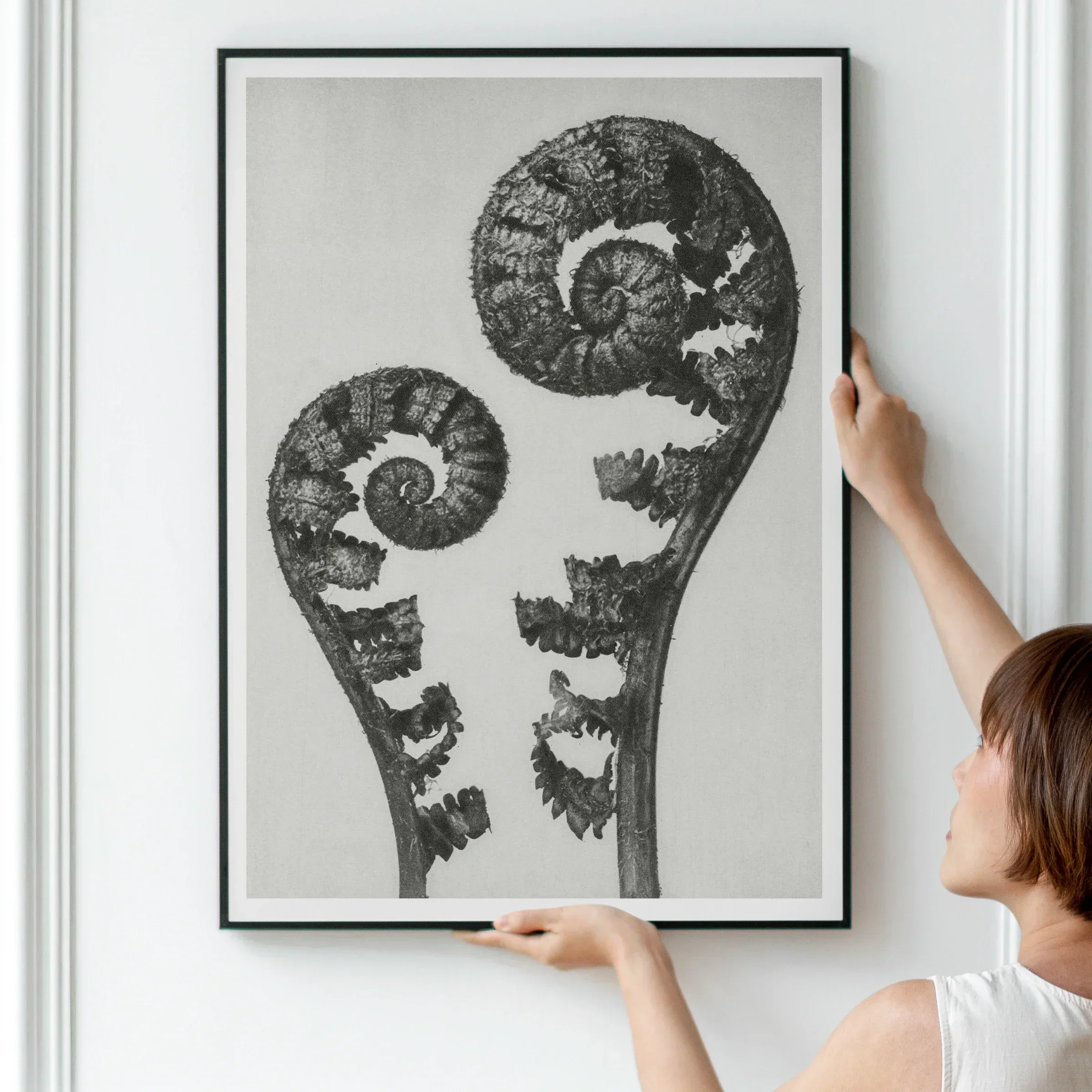 Aspidium Filix Mas (shield Fern Fronds) - Karl Blossfeldt Art Print, 24’’x32’’ / Unframed, Framed Black White Print Two Spiral Fern Fronds