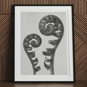 Aspidium Filix Mas (shield Fern Fronds) - Karl Blossfeldt Art Print, 30x40’’ / 76x101cm / Unframed, Framed Black White Artwork Two Curled