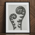 Aspidium Filix Mas (shield Fern Fronds) - Karl Blossfeldt Art Print, 30’’x40’’ / Unframed, Framed Black White Artwork Two Curled Fern Fronds