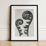 Aspidium Filix Mas (shield Fern Fronds) - Karl Blossfeldt Art Print / Canvas, 12x16’’ / 31x41cm / Black Frame / Matboard, Posters Prints &