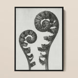 Aspidium Filix Mas (shield Fern Fronds) - Karl Blossfeldt Art Print / Canvas, 12x16’’ / 31x41cm / Black Frame, Posters Prints & Visual