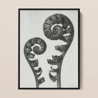 Aspidium Filix Mas (shield Fern Fronds) - Karl Blossfeldt Art Print / Canvas, 12x16’’ / 31x41cm / Black Frame, Posters Prints & Visual