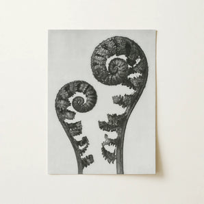 Aspidium Filix Mas (shield Fern Fronds) - Karl Blossfeldt Art Print / Canvas, 12x16’’ / 31x41cm / Unframed / no Border, Posters Prints &