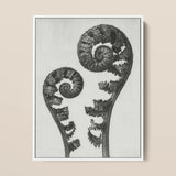 Aspidium Filix Mas (shield Fern Fronds) - Karl Blossfeldt Art Print / Canvas, 12x16’’ / 31x41cm / White Frame, Posters Prints & Visual