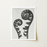 Aspidium Filix Mas (shield Fern Fronds) - Karl Blossfeldt Art Print / Canvas Black-and-white Photographic Two Intricately Coiled Fronds,