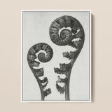 Aspidium Filix Mas (shield Fern Fronds) - Karl Blossfeldt Art Print / Canvas Black-and-white Framed Artwork Two Intricately Coiled Fern