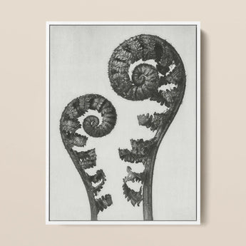 Aspidium Filix Mas (shield Fern Fronds) - Karl Blossfeldt Art Print / Canvas Black-and-white Framed Artwork Two Intricately Coiled Fern