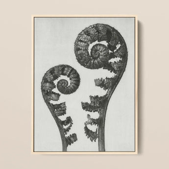 Aspidium Filix Mas (shield Fern Fronds) - Karl Blossfeldt Art Print / Canvas Black-and-white Framed Artwork Two Intricately Detailed Fern
