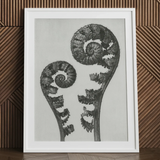 Aspidium Filix Mas (shield Fern Fronds) - Karl Blossfeldt Art Print / Canvas White-framed Black-and-white Photographic Print Two