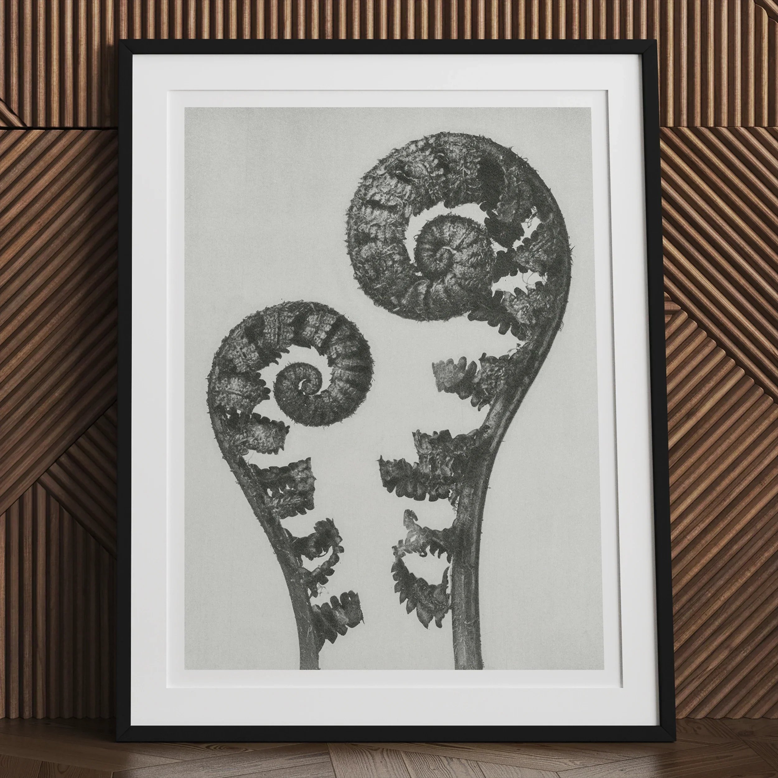 Aspidium Filix Mas (shield Fern Fronds) - Karl Blossfeldt Art Print - 30’’x40’’ / Unframed