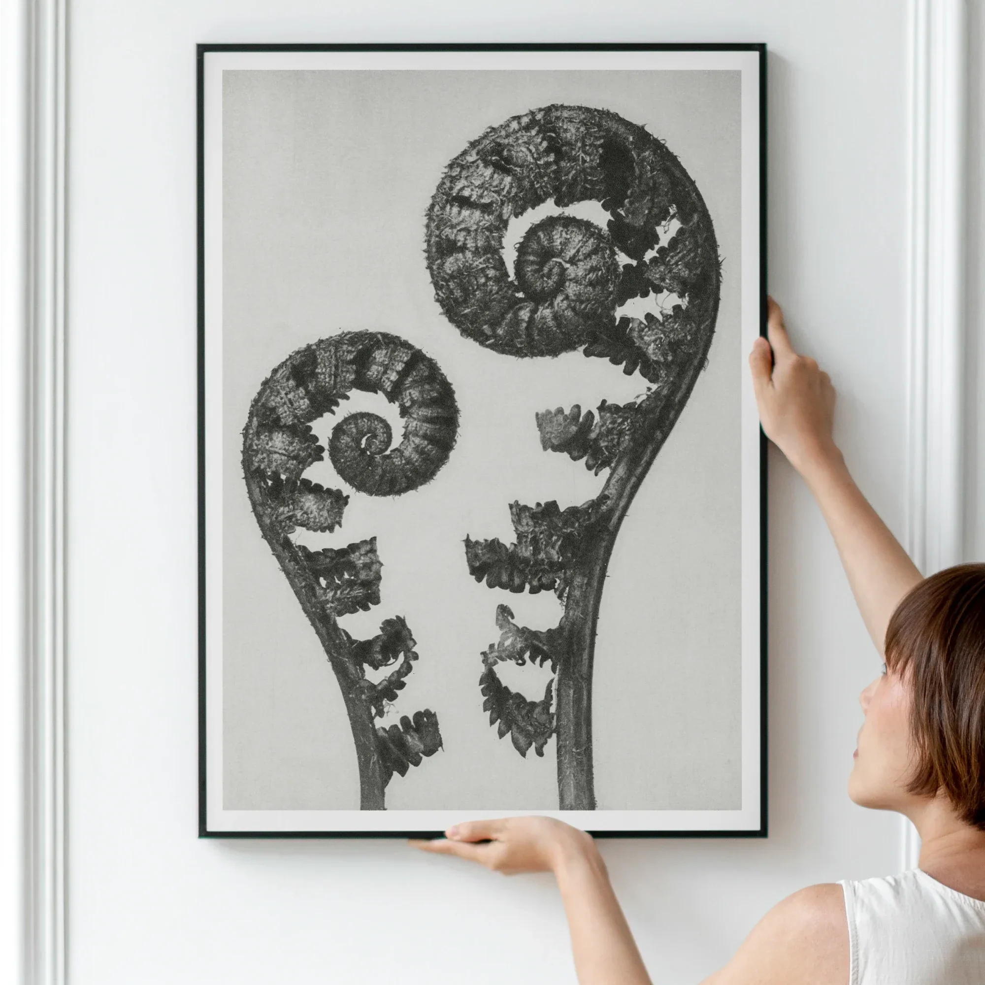 Aspidium Filix Mas (shield Fern Fronds) - Karl Blossfeldt Art Print 24’’x32’’ Posters Prints & Visual Artwork