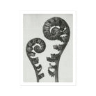 Aspidium Filix Mas (shield Fern Fronds) - Karl Blossfeldt Art Print, Two Fern Fronds Black White