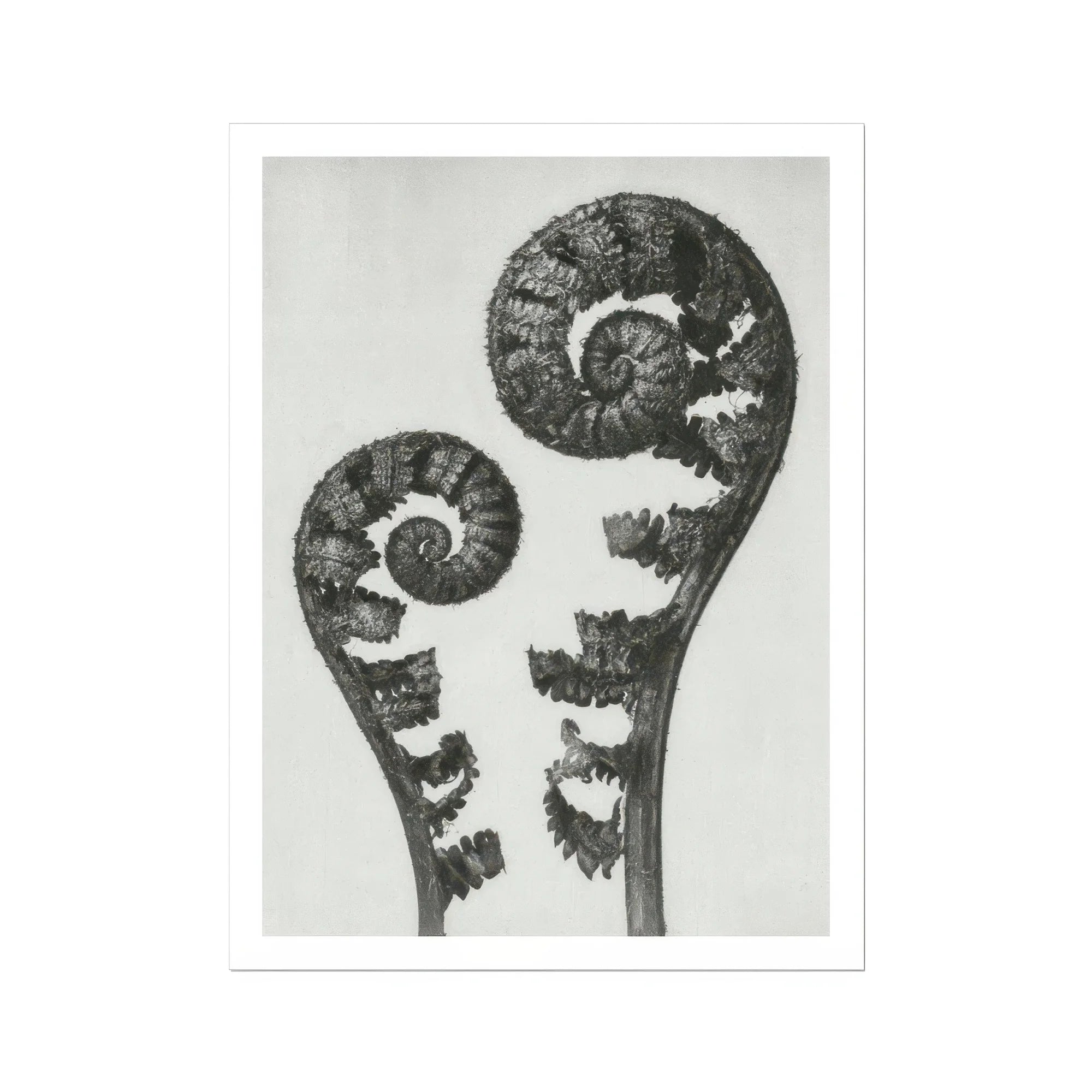 Aspidium Filix Mas (shield Fern Fronds) - Karl Blossfeldt Art Print, Two Fern Fronds Black White