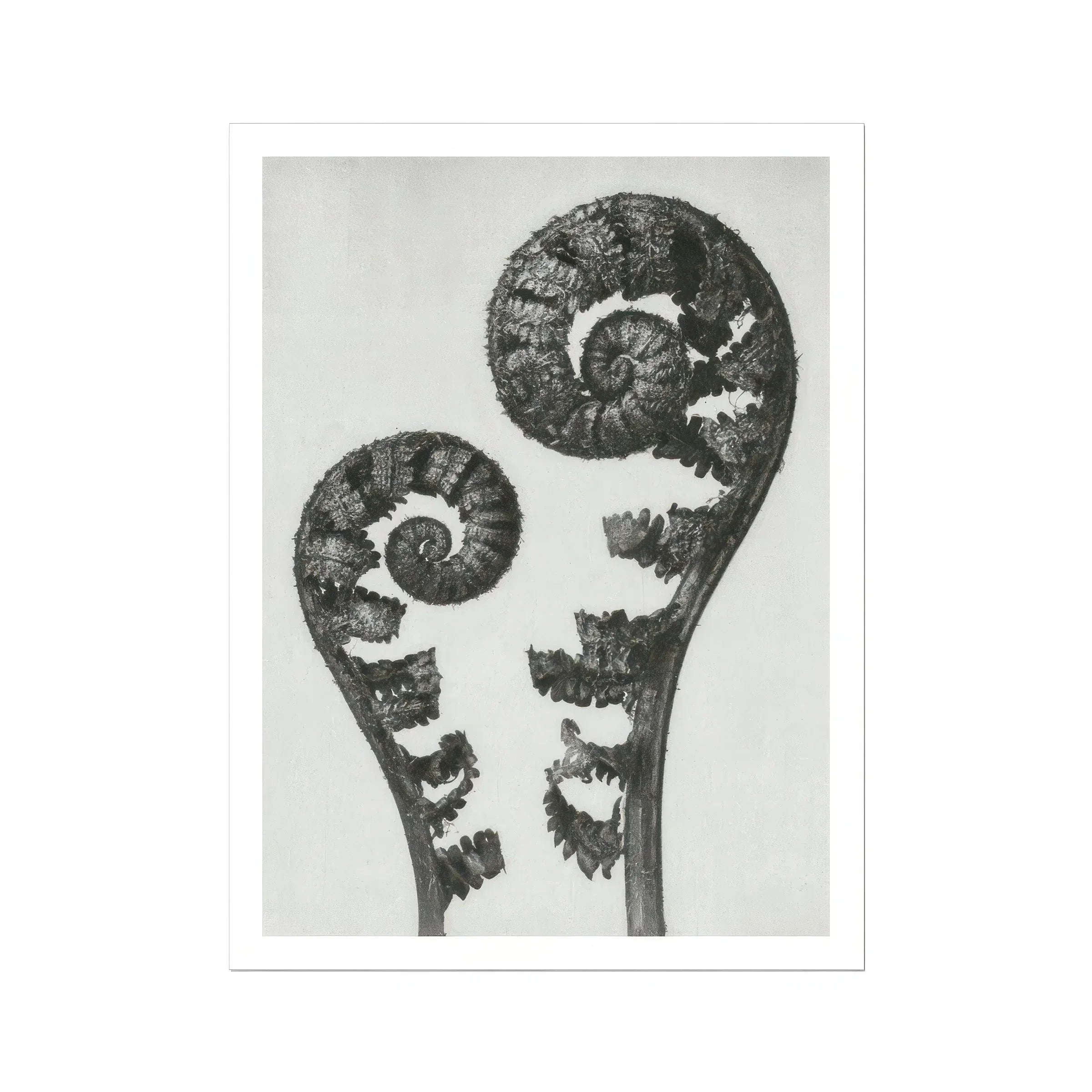 Aspidium Filix Mas (shield Fern Fronds) - Karl Blossfeldt Art Print, Two Fern Fronds Black White