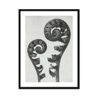 Aspidium Filix Mas (shield Fern Fronds) - Karl Blossfeldt Art Print Posters Prints & Visual Artwork