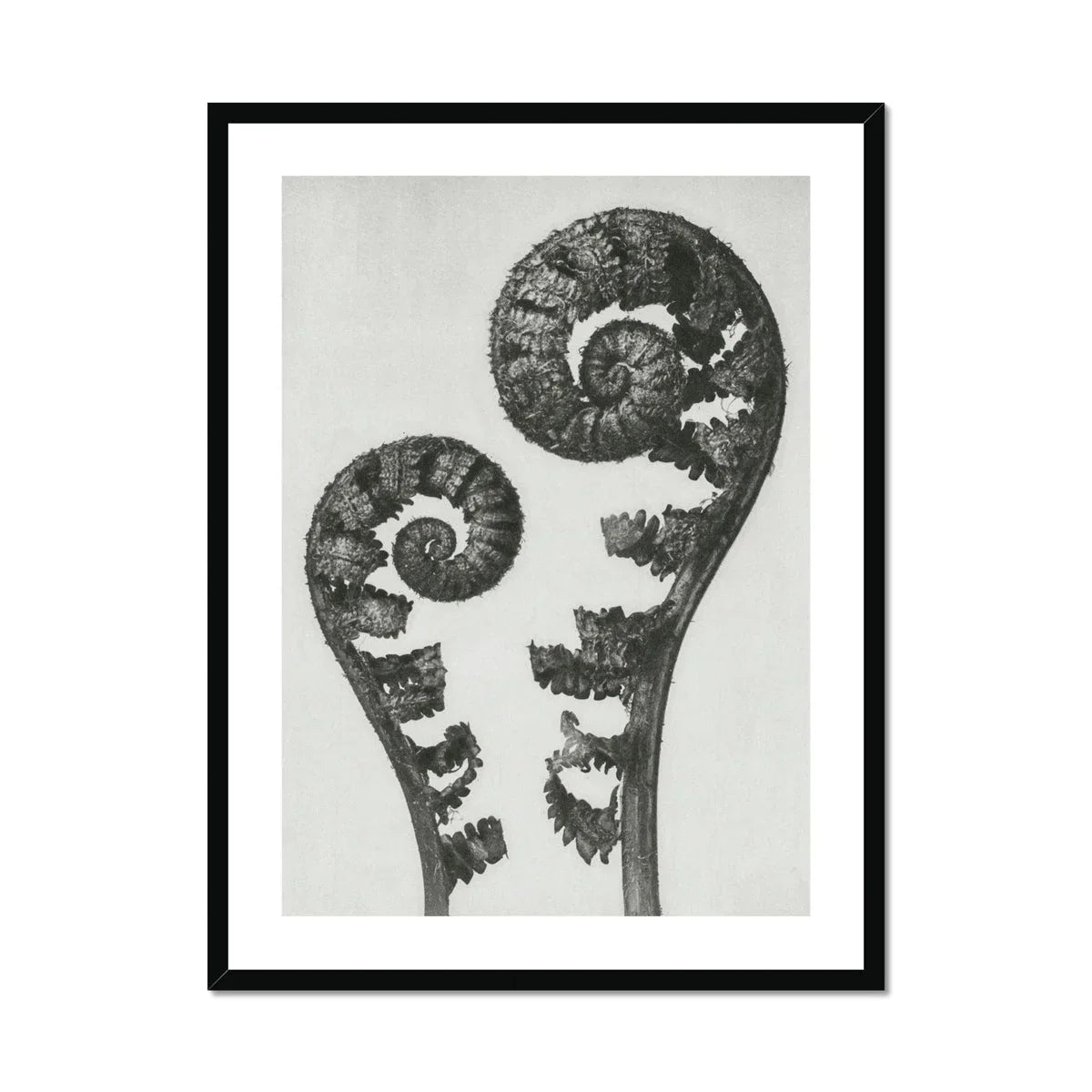 Aspidium Filix Mas (shield Fern Fronds) - Karl Blossfeldt Art Print, Two Fern Fronds Spiral Pattern