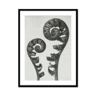 Aspidium Filix Mas (shield Fern Fronds) - Karl Blossfeldt Art Print, Two Fern Fronds Spiral Pattern