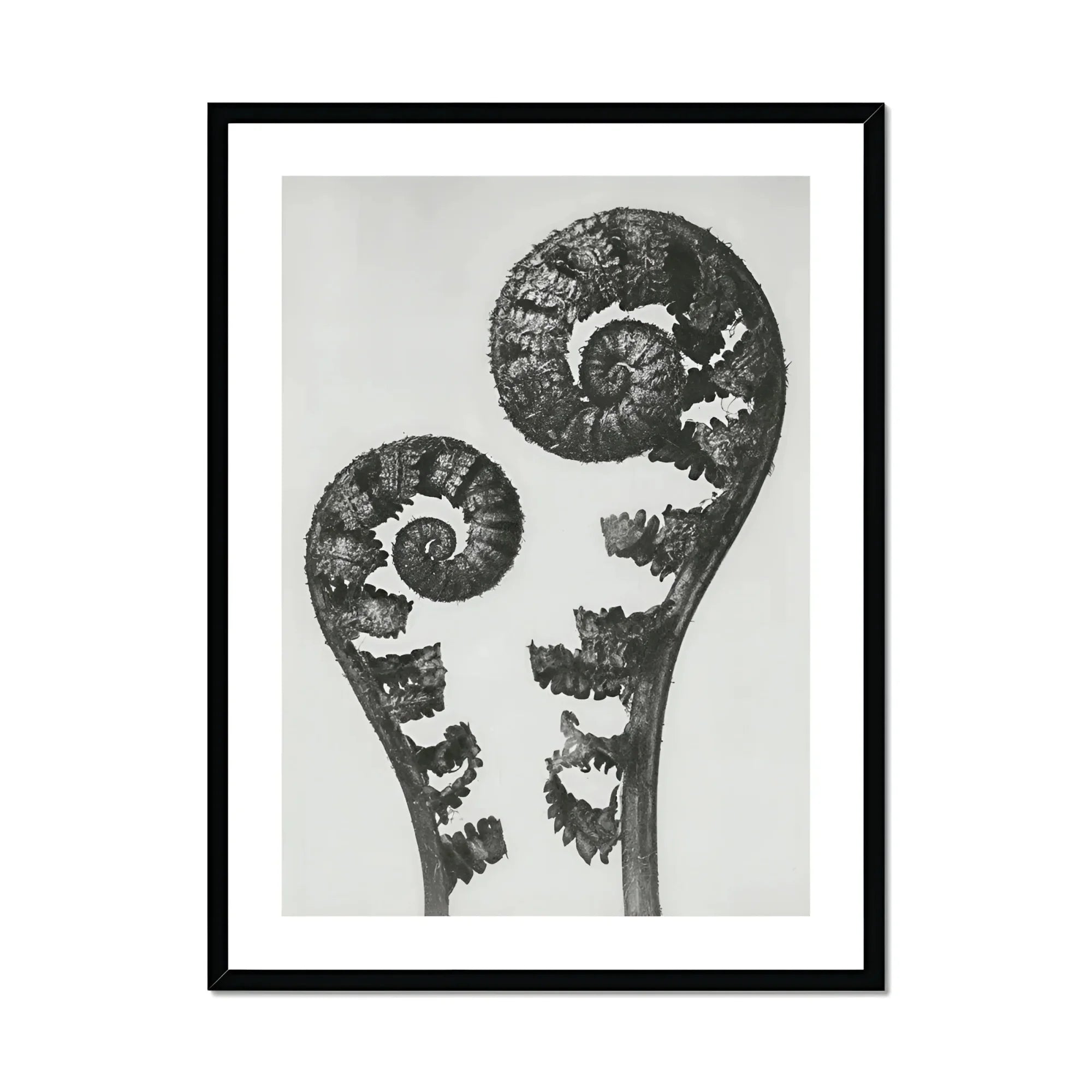 Aspidium Filix Mas (shield Fern Fronds) - Karl Blossfeldt Art Print, Two Fern Fronds Spiral Pattern