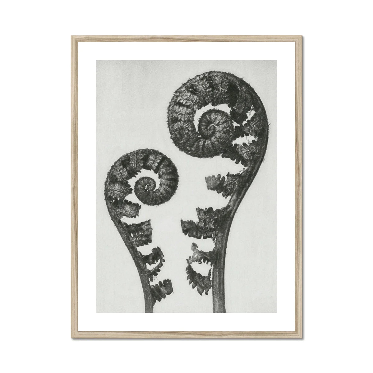 Aspidium Filix Mas (shield Fern Fronds) - Karl Blossfeldt Art Print Posters Prints & Visual Artwork