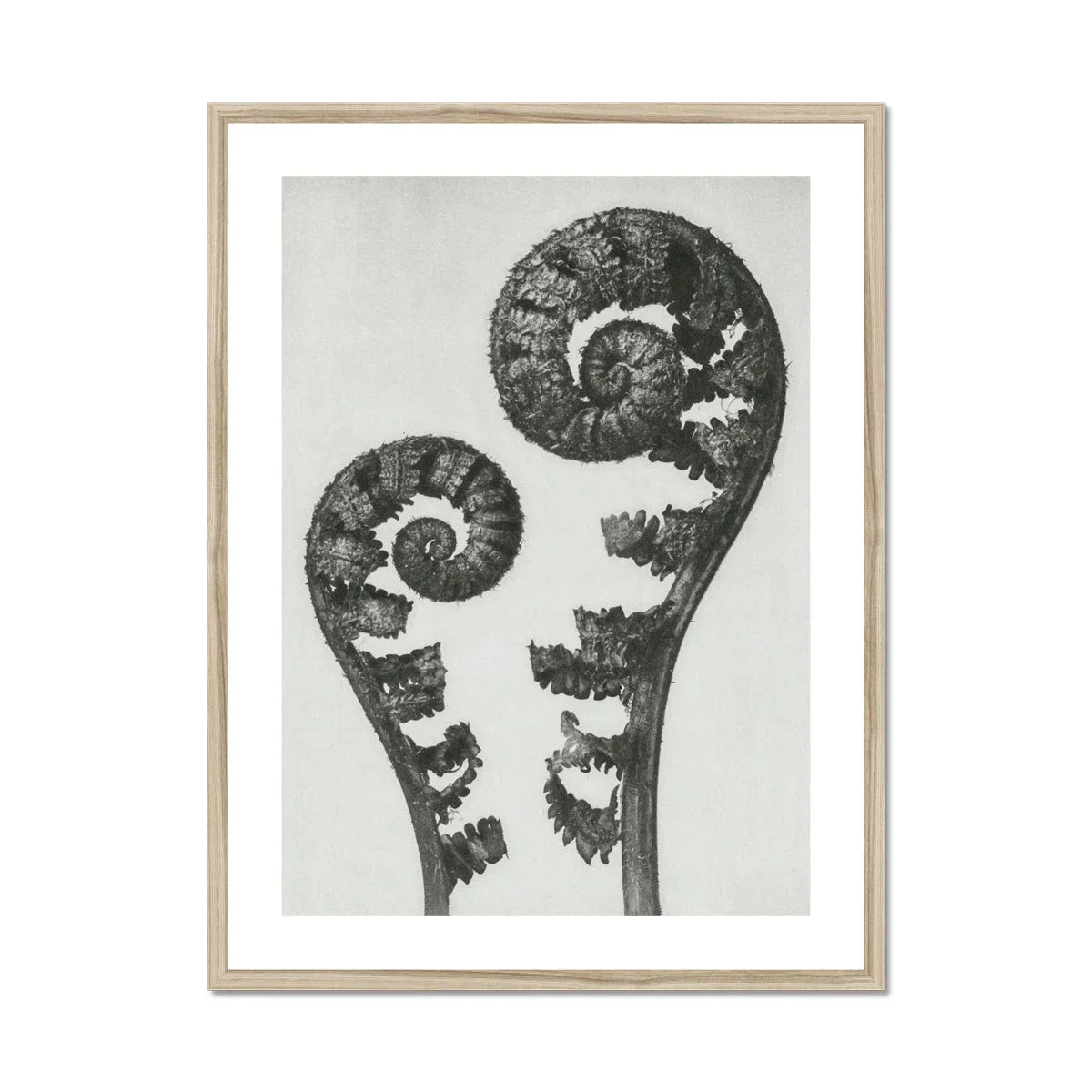Aspidium Filix Mas (shield Fern Fronds) - Karl Blossfeldt Art Print, Two Fern Fronds Spiral Pattern