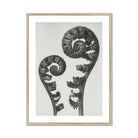 Aspidium Filix Mas (shield Fern Fronds) - Karl Blossfeldt Art Print, Two Fern Fronds Spiral Pattern