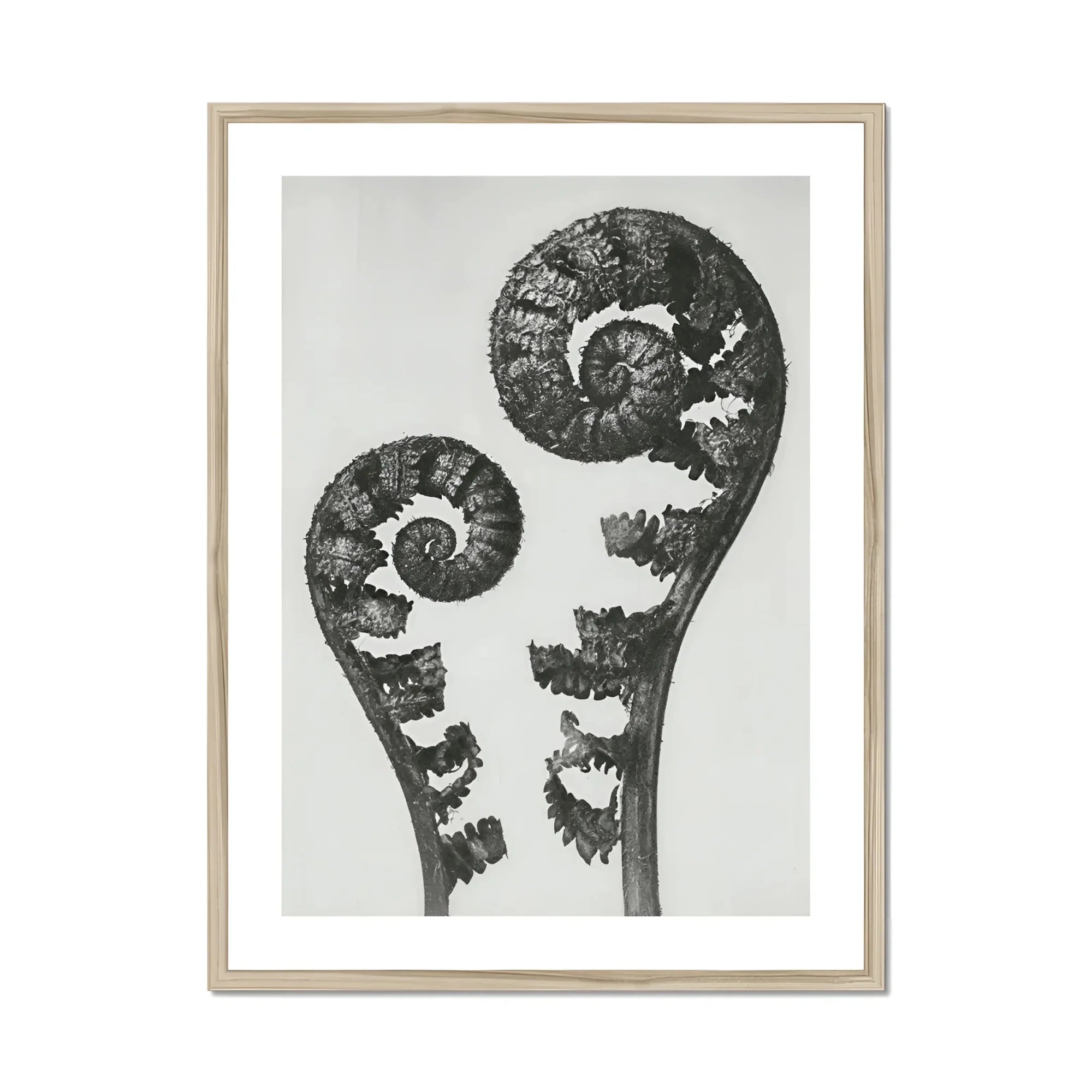 Aspidium Filix Mas (shield Fern Fronds) - Karl Blossfeldt Art Print, Two Fern Fronds Spiral Pattern