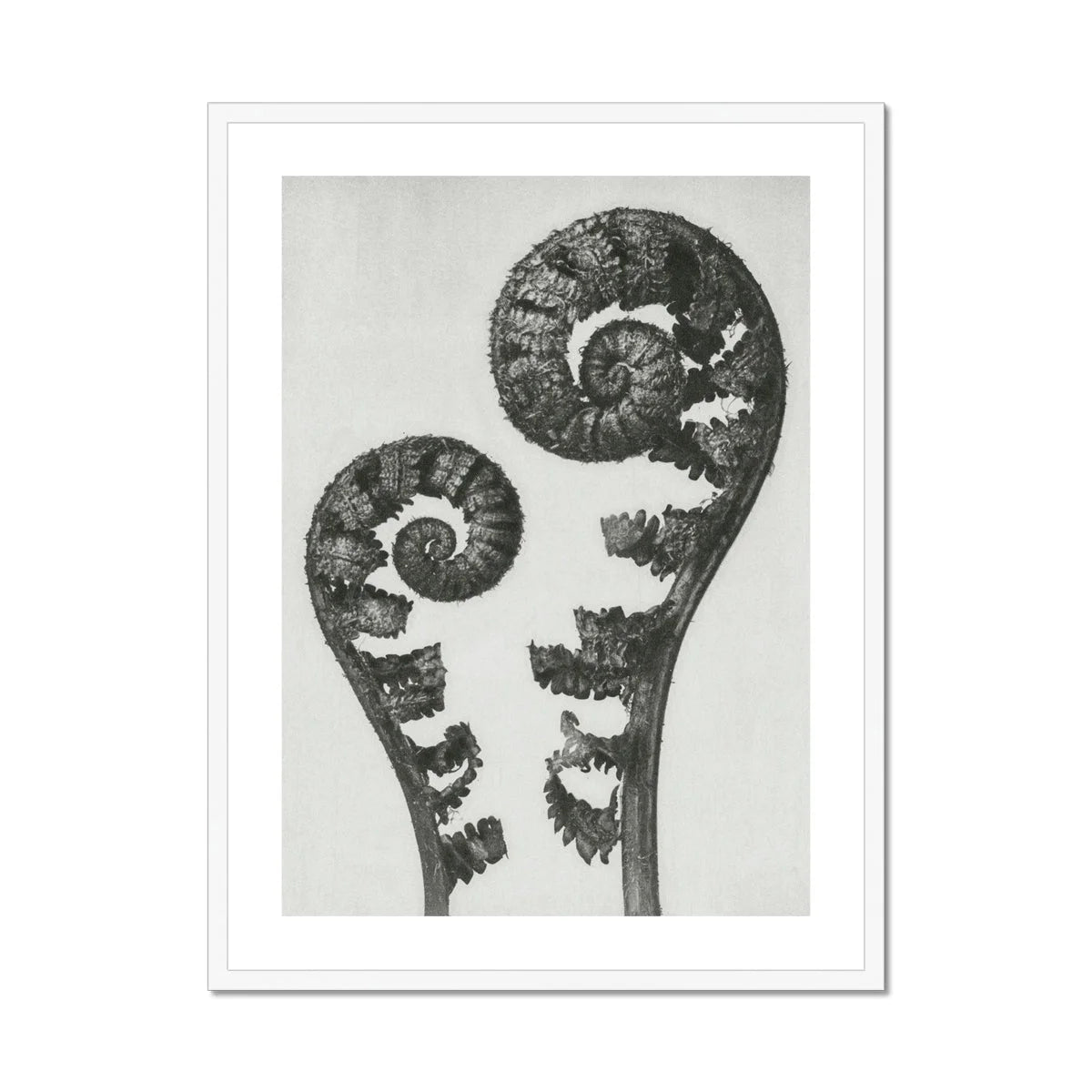 Aspidium Filix Mas (shield Fern Fronds) - Karl Blossfeldt Art Print Posters Prints & Visual Artwork