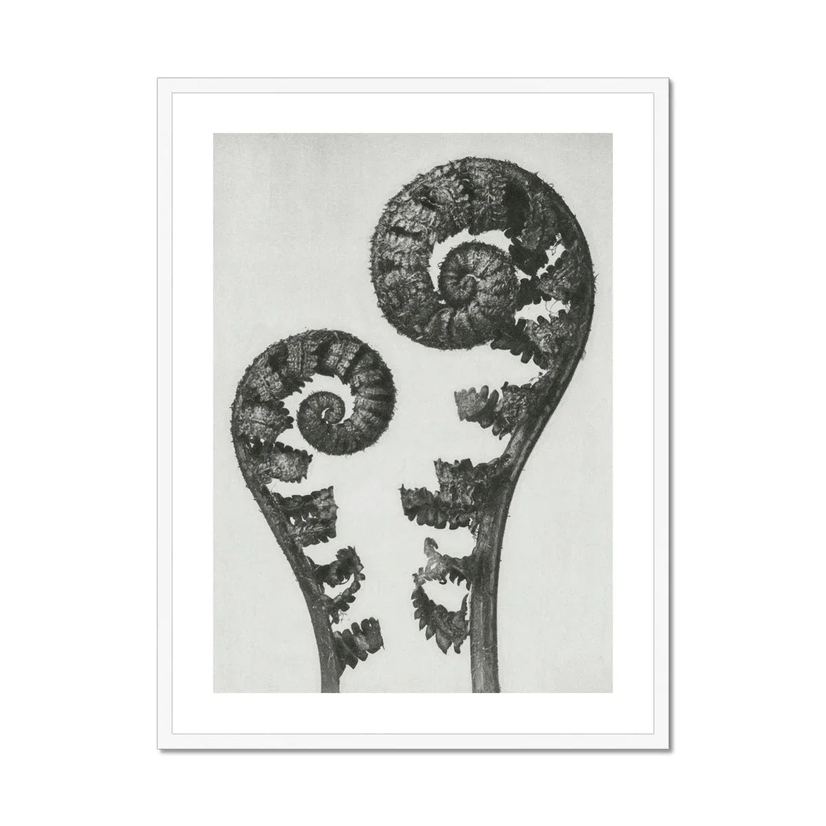 Aspidium Filix Mas (shield Fern Fronds) - Karl Blossfeldt Art Print, Two Fern Fronds Spiral Patterns