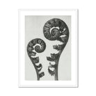Aspidium Filix Mas (shield Fern Fronds) - Karl Blossfeldt Art Print, Two Fern Fronds Spiral Patterns