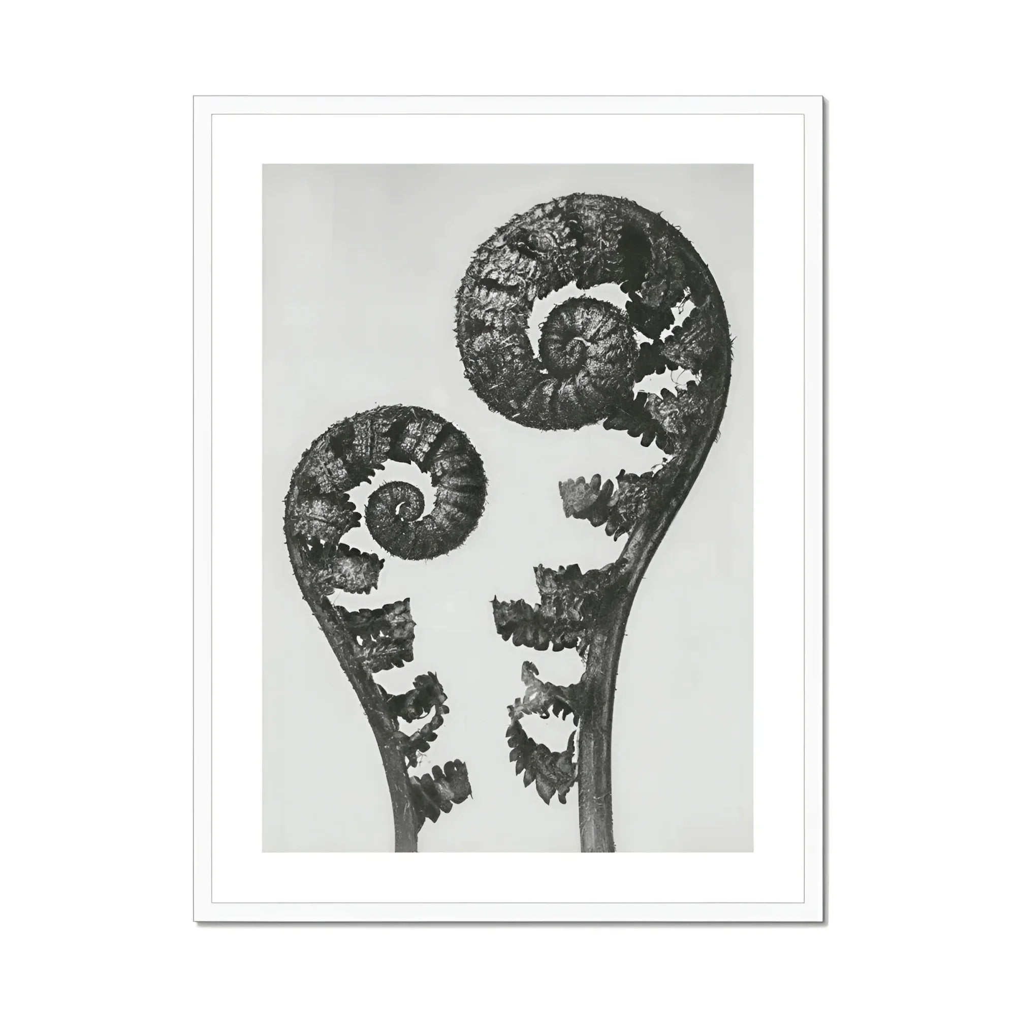 Aspidium Filix Mas (shield Fern Fronds) - Karl Blossfeldt Art Print, Two Fern Fronds Spiral Patterns
