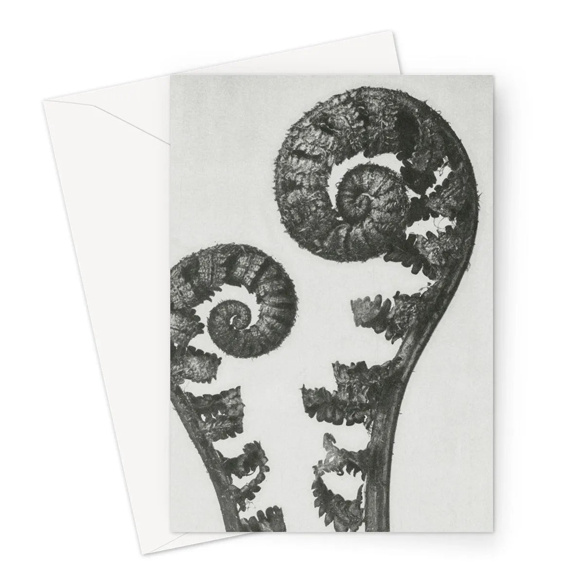 Aspidium Filix Mas (shield Fern Fronds) By Karl Blossfeldt Greeting Card - Notebooks & Notepads - Aesthetic Art