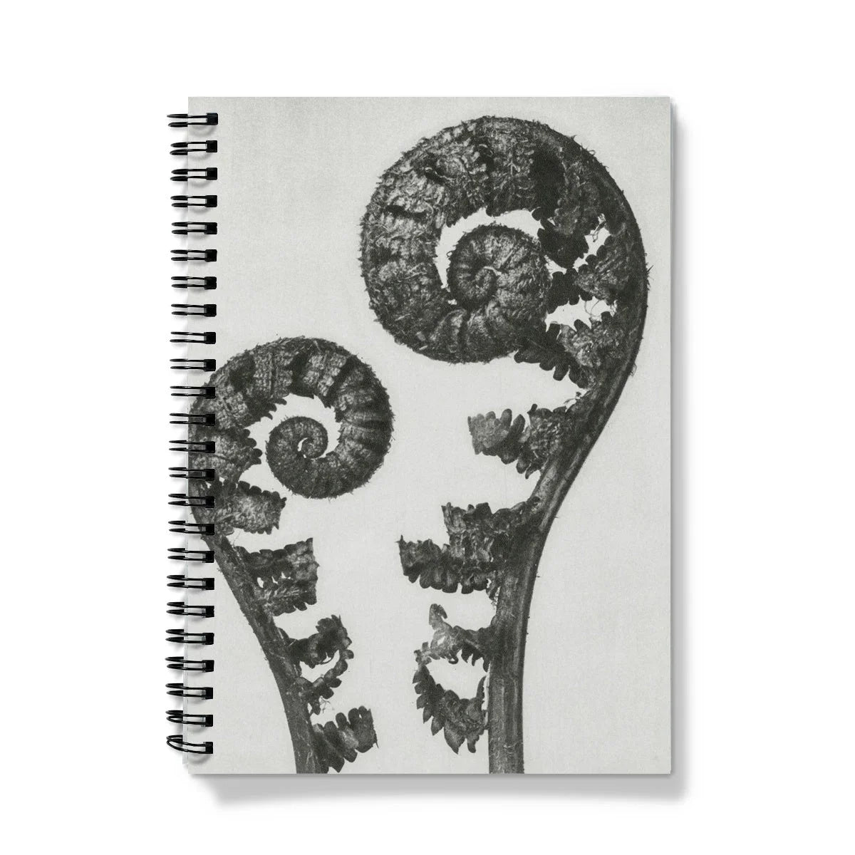 Aspidium Filix Mas (shield Fern Fronds) - Karl Blossfeldt Notebook A5 / Graph Notebooks & Notepads