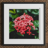 Belle of the Ball - Chinese Ixora Flame Tree Art Print, 12x12’’ / 31x31cm / Black Frame / 2’’ Matboard, Framed Photo Cluster Vibrant Red