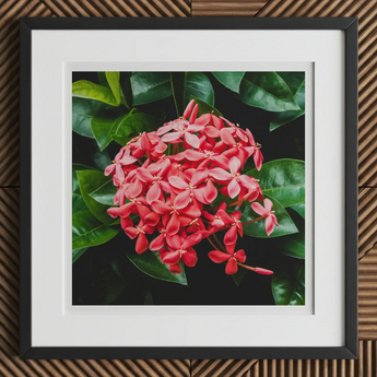 Belle of the Ball - Chinese Ixora Flame Tree Art Print, 12x12’’ / 31x31cm / Black Frame / 2’’ Matboard, Framed Photo Cluster Vibrant Red