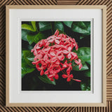 Belle of the Ball - Chinese Ixora Flame Tree Art Print, 12x12’’ / 31x31cm / Natural Frame / 2’’ Matboard, Framed Square Print Vibrant Red
