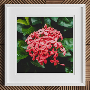 Belle of the Ball - Chinese Ixora Flame Tree Art Print, 12x12’’ / 31x31cm / White Frame / 2’’ Matboard, Framed Photograph Cluster Red Ixora