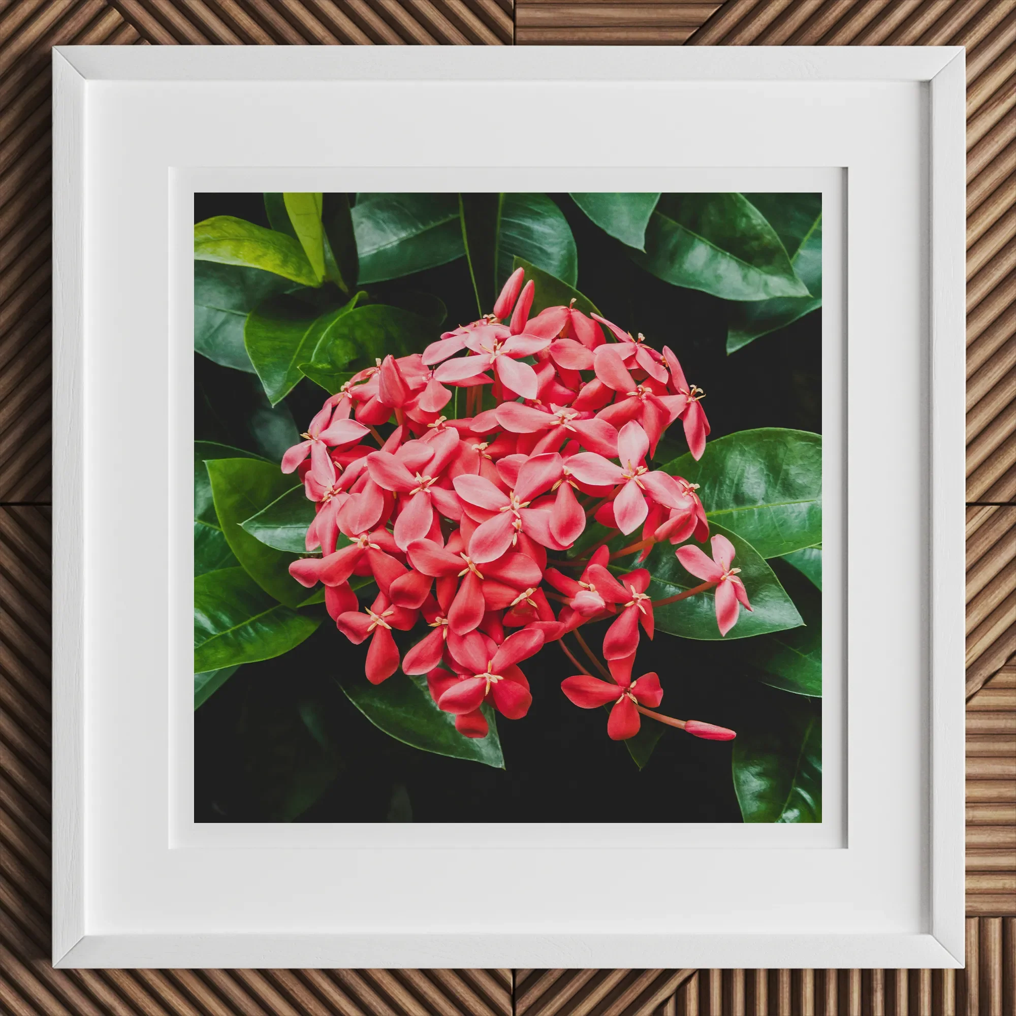 Belle of the Ball - Chinese Ixora Flame Tree Art Print, 12x12’’ / 31x31cm / White Frame, Framed Photograph Cluster Red Ixora Flowers Green
