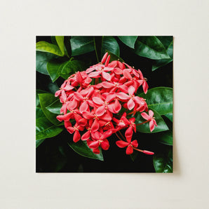 Belle of the Ball - Chinese Ixora Flame Tree Art Print / Canvas, 12x12’’ / 31x31cm / Unframed / no Border, Posters Prints & Visual Artwork,