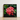 Framed Photograph Vibrant Cluster Pink Flowers Glossy Green Chinese Ixora, Flame Tree, Nature’s Untamed Vibrancy