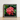 Framed Photograph Vibrant Cluster Red Flowers Glossy Green Chinese Ixora, Flame Tree, Nature’s Untamed Vibrancy