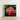 Framed Photograph Vibrant Cluster Pink Flowers Glossy Green Chinese Ixora, Flame Tree, Nature’s Untamed Vibrancy