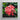 Framed Photograph Vibrant Cluster Pink Flowers Glossy Green Chinese Ixora, Flame Tree, Nature’s Untamed Vibrancy