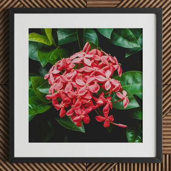Belle of the Ball - Chinese Ixora Flame Tree Art Print / Canvas Framed Photograph Vibrant Cluster Pink Ixora Flowers Surrounded Chinese