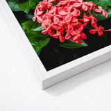 White-framed Photograph Vibrant Cluster Red Flowers Green Leaves Chinese Ixora, Flame Tree, Nature’s Untamed Vibrancy